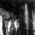 reeds